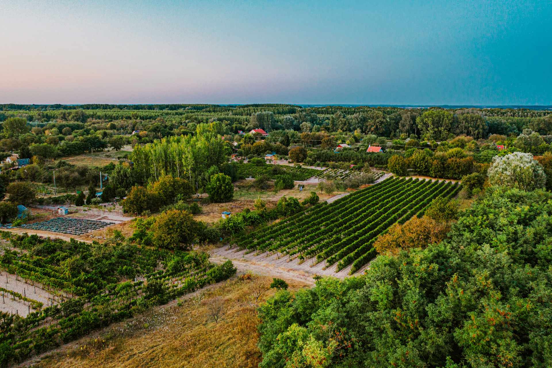 Csongrád Wine District