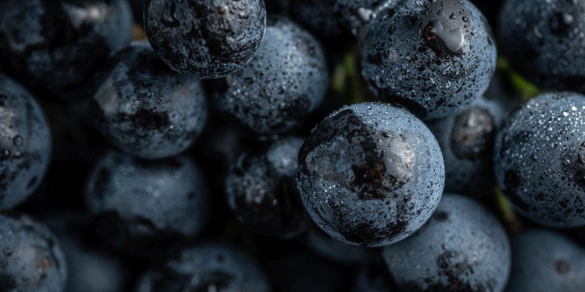 Black grape varieties, red wine styles