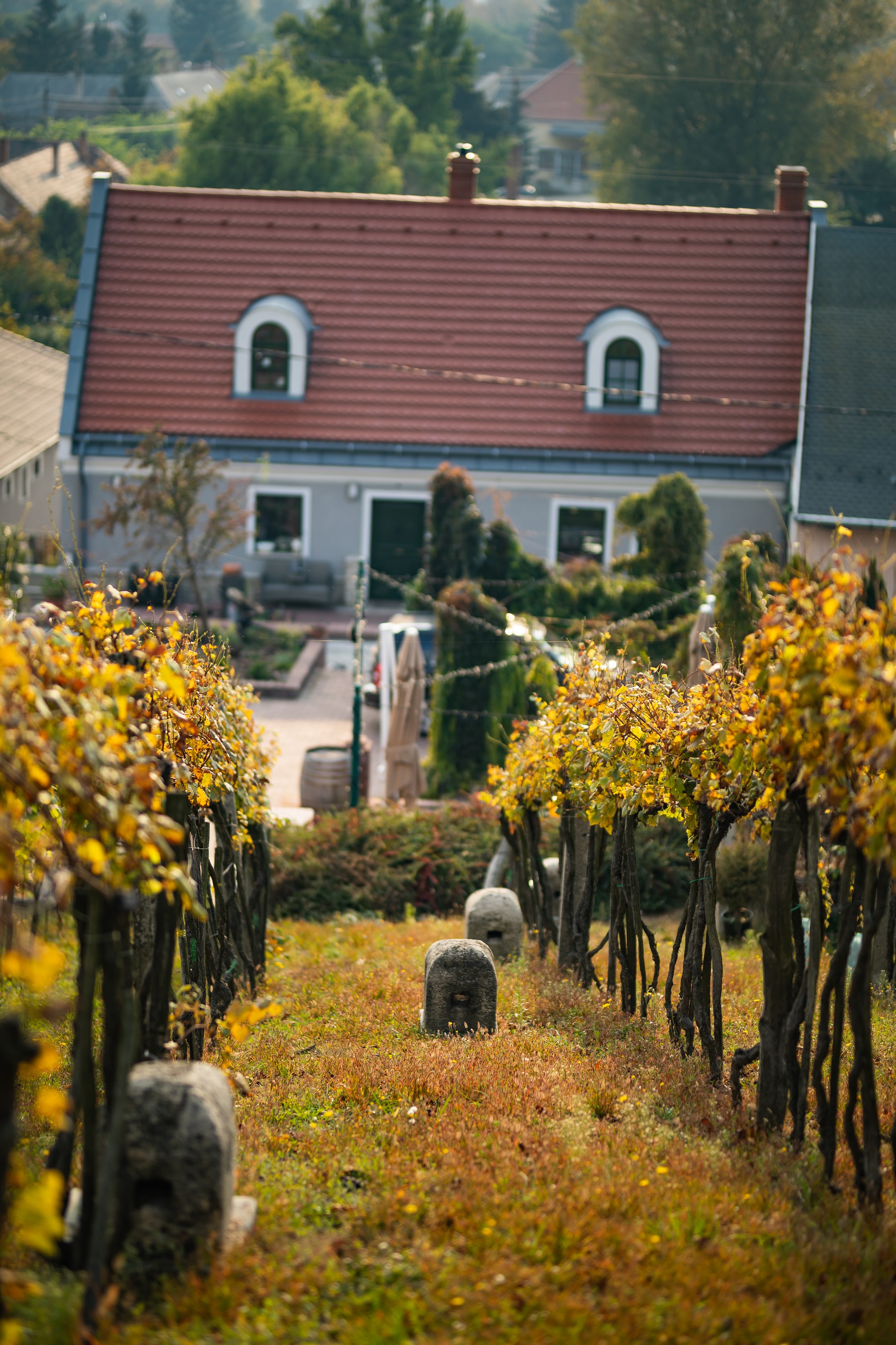 Csetvei Winery, vineyard / Mór Wine District