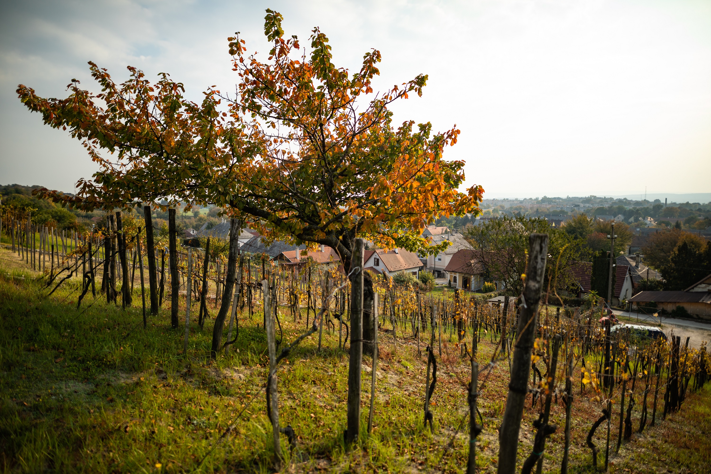 Csetvei Winery, vineyard / Mór Wine District